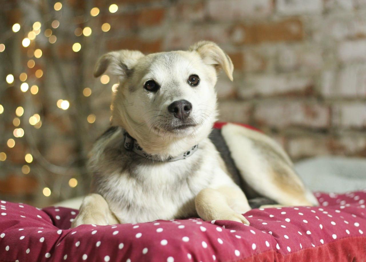 Chiens à adopter